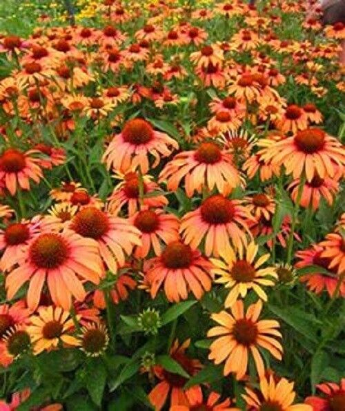 50 Orange Passion Coneflower Seeds Echinacea Perennial Flowers Flower 1360 USA