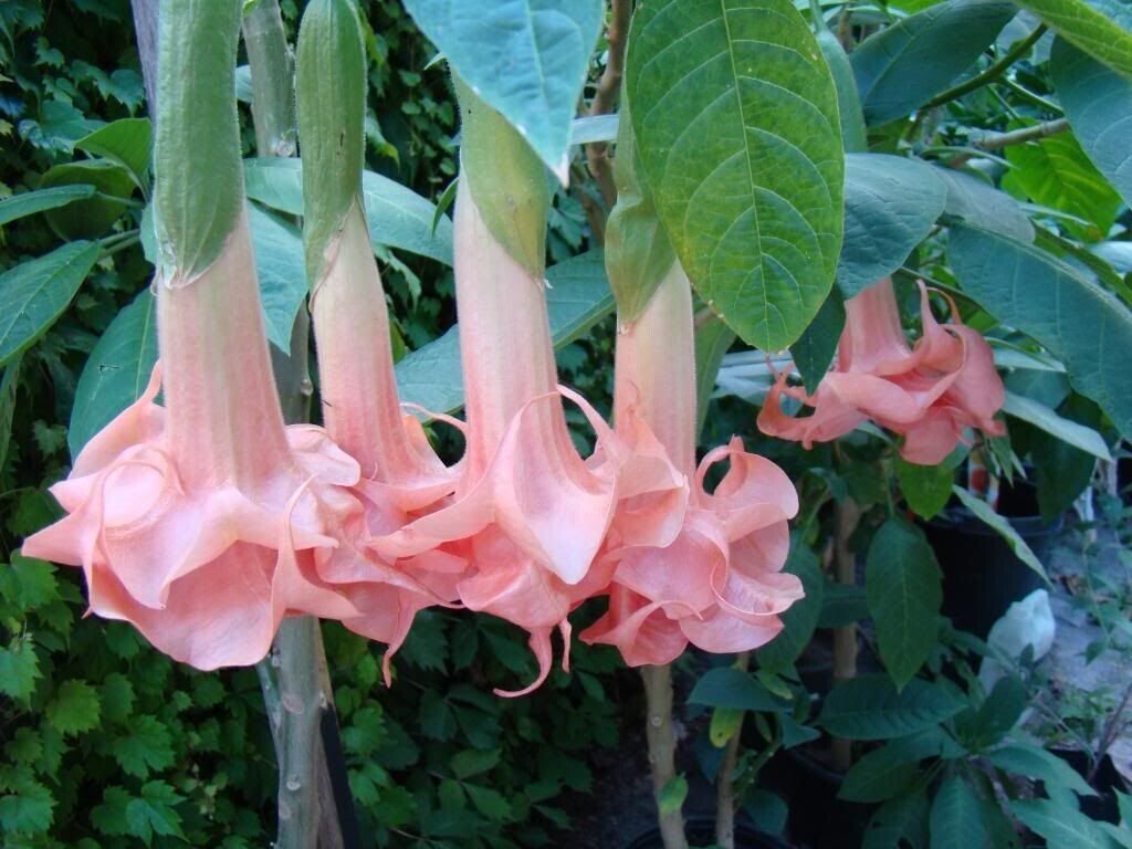 10 Salmon Perfect Angel Trumpet Seeds Flowers Seed Flower Brugmansia Datura 663