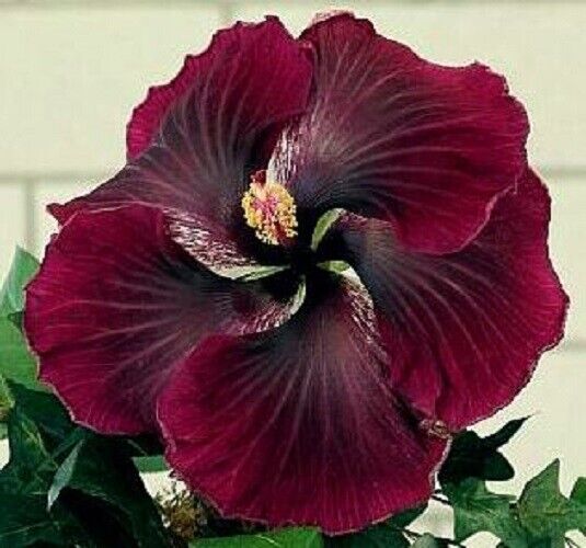 20 Dark Red Black Hibiscus Seeds Flowers Flower Seed Perennial Bloom 498