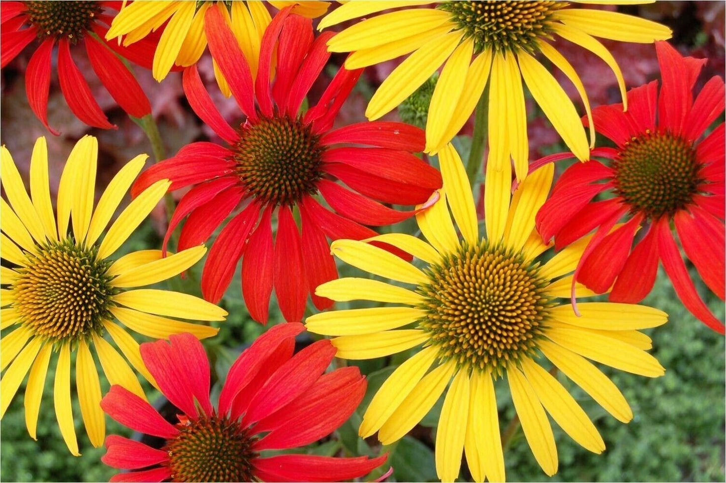 50 Tomato Mac & Cheese Coneflower Seeds Echinacea Flower Perennial Flowers 1399