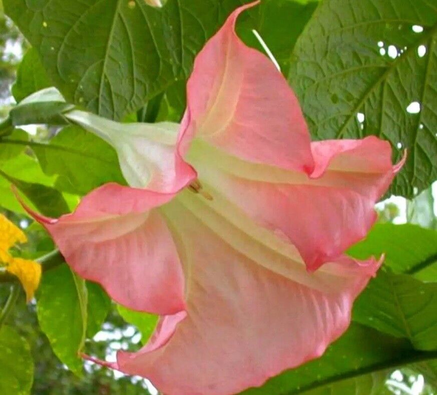 10 Sunset Angel Trumpet Seeds Flowers Seed Flower Brugmansia Datura 669 USA