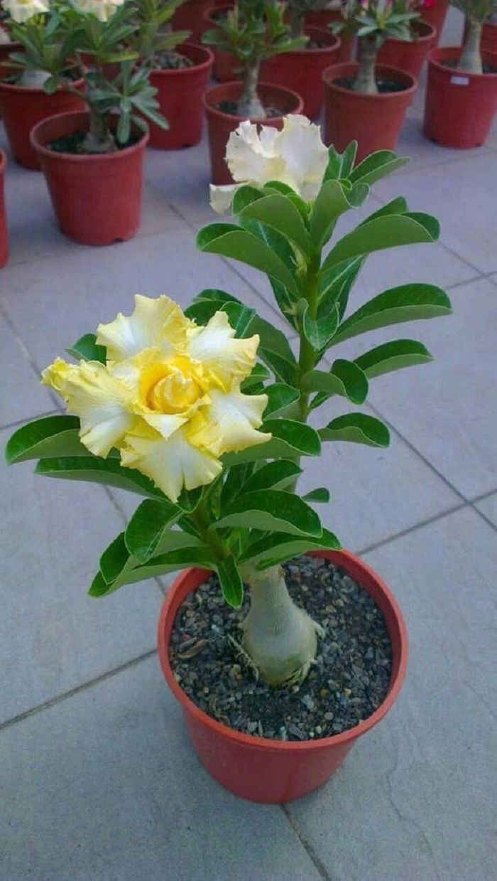 4 Rare Yellow White Desert Rose Seeds Adenium Perennial Flowers 250 US SELLER