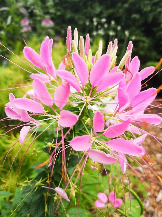 100 Soft Pink Spider Seeds Clome Spinosa Perennial 1193 US Seller Flower Bee