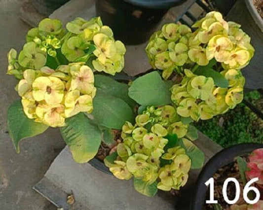 1 "Butter Yellow" Crown Of Thorns Plant Euphorbia Milii Plants Rooted CT-95