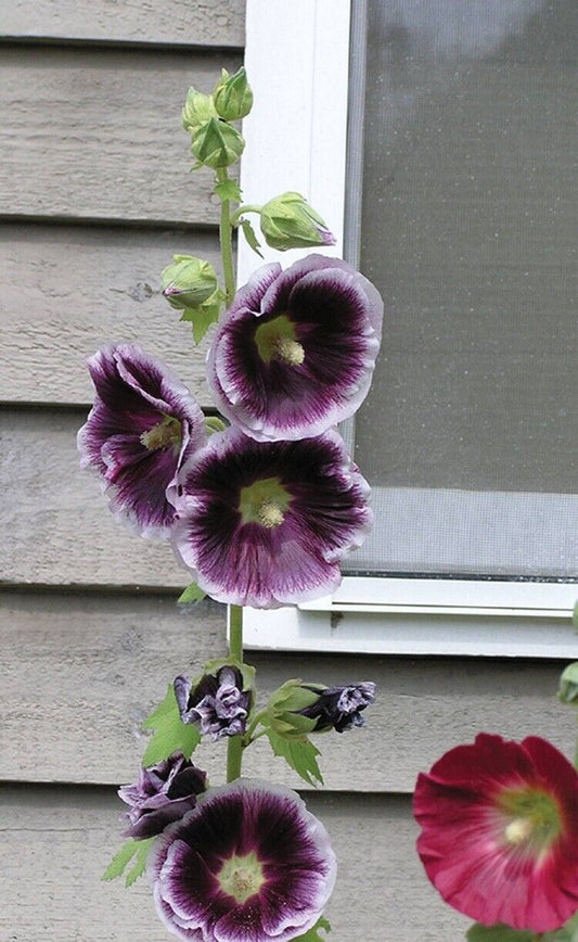 25 Purple White Hollyhock Seeds Perennial Giant Flower Garden Seed Flowers 35