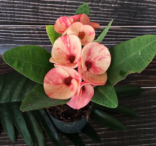 1 "Paul Choke Cha" Crown Of Thorns Plant Euphorbia Milii Plants Rooted US Seller