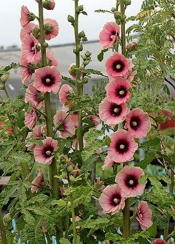 25 Light Dark Pink Hollyhock Seeds Perennial Flowers Flower Seed 327 US SELLER