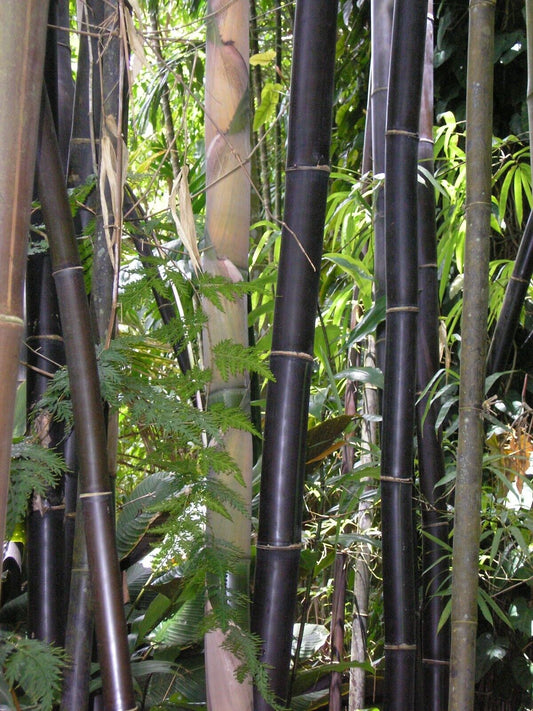 50 Zi Zhu Bamboo Seeds Privacy Climbing Garden Clumping Shade Screen 760 US SELL