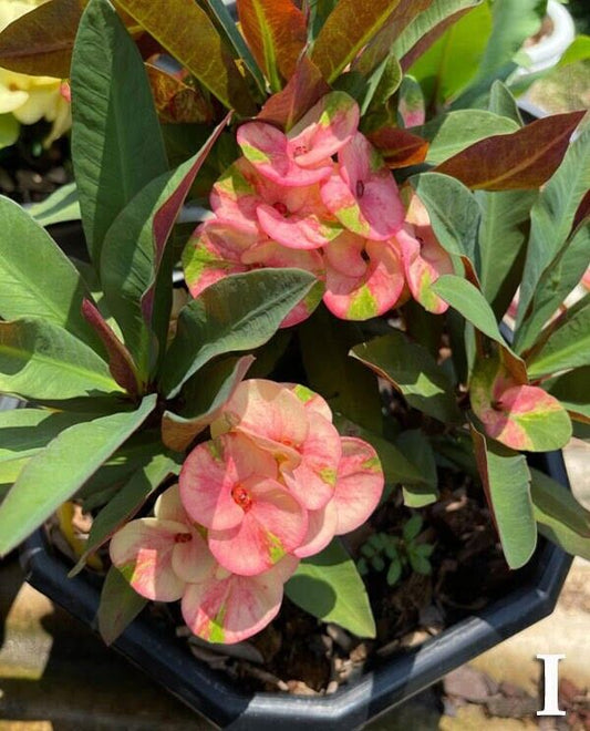 1 "Prince Diamond" Crown Of Thorns Plant Euphorbia Milii Starter Plants Rooted