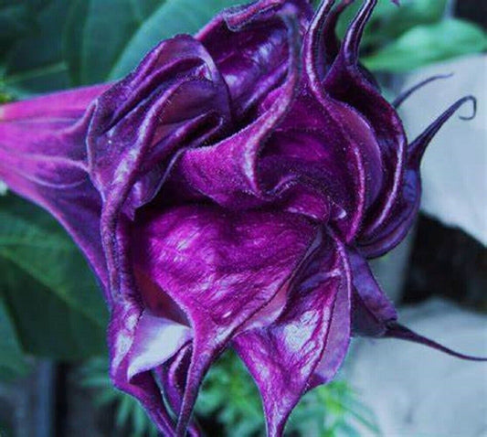 10 Double Queen Rose Angel Trumpet Seeds Flowers Seed Brugmansia Datura 645 USA