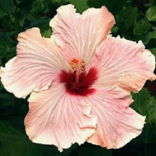 20 Light Pink Hibiscus Seeds Hardy Flower Garden Exotic Perennial 416