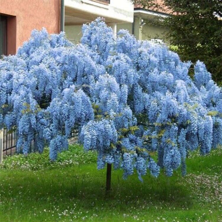 5 Blue Chinese Wisteria Seeds Vine Climbing Flower Perennial Rare Tropical 117
