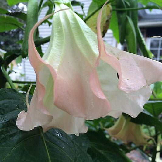 10 Amber Rose Angel Trumpet Seeds Flowers Seed Brugmansia Datura 623 USA SELLER
