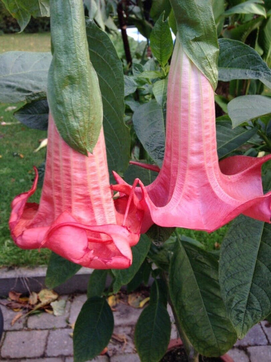 10 Red Prince Angel Trumpet Seeds Flowers Seed Flower Brugmansia Datura 662 USA