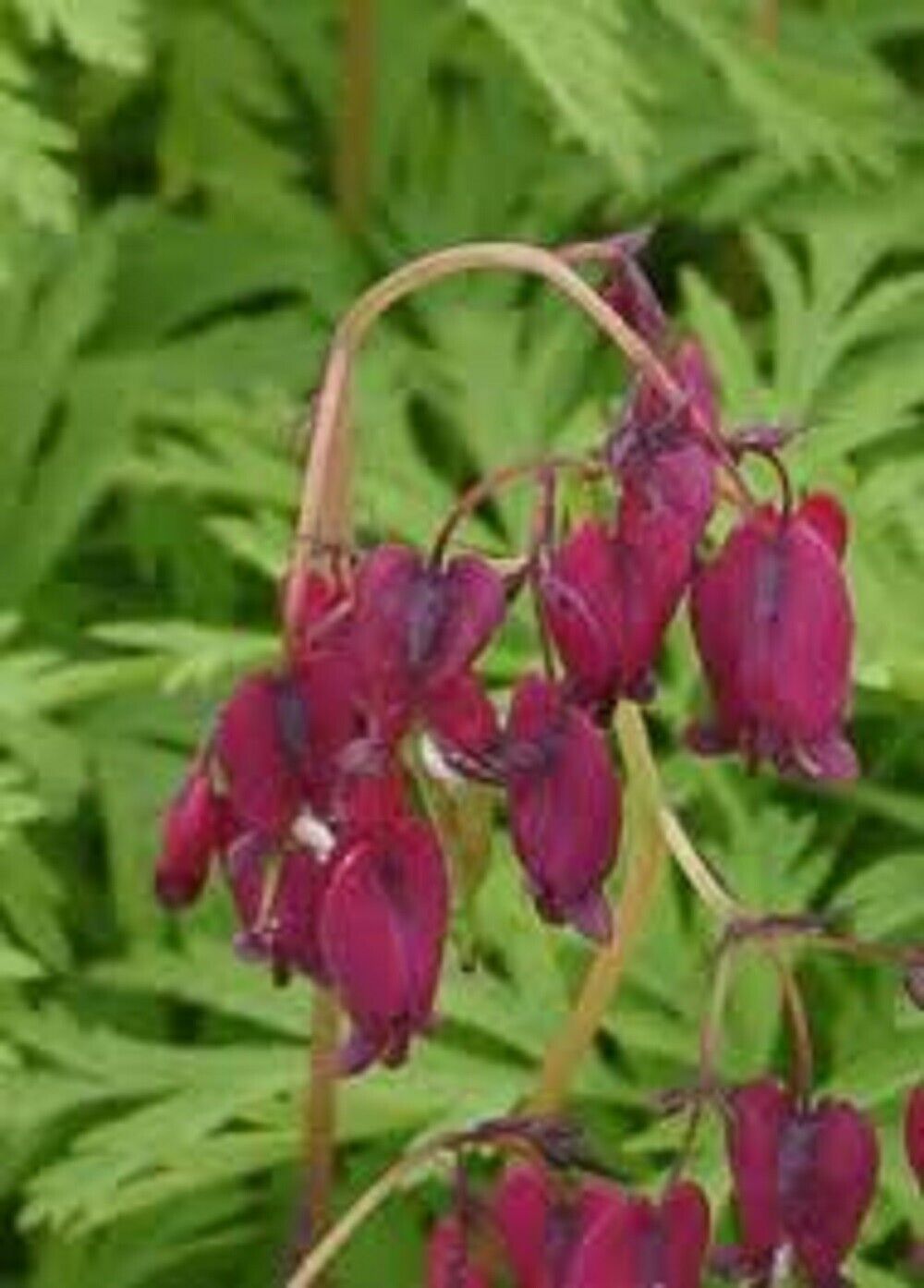 25 Magenta Bleeding Heart Seeds Dicentra Spectabilis Shade Flower Garden 693