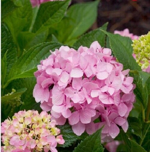 5 Moonlight Hydrangea Seeds Perennial Flowers Flower Garden Seed 1438 USA SELLER