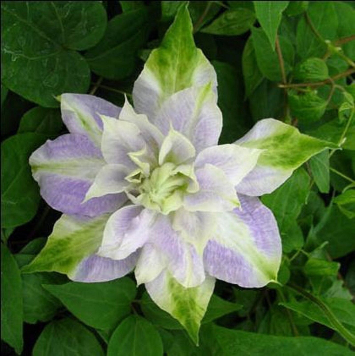 25 DBL Purple Green Clematis Seeds Flowers Perennial Seed Flower 90 US SELLER