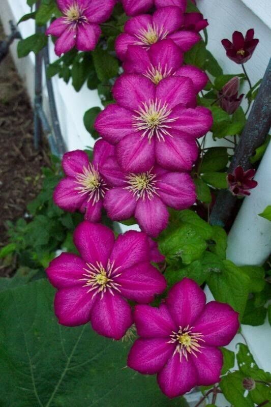 25 Magenta Clematis Seeds Bloom Flowers Perennial Seed Flower 85 US SELLER