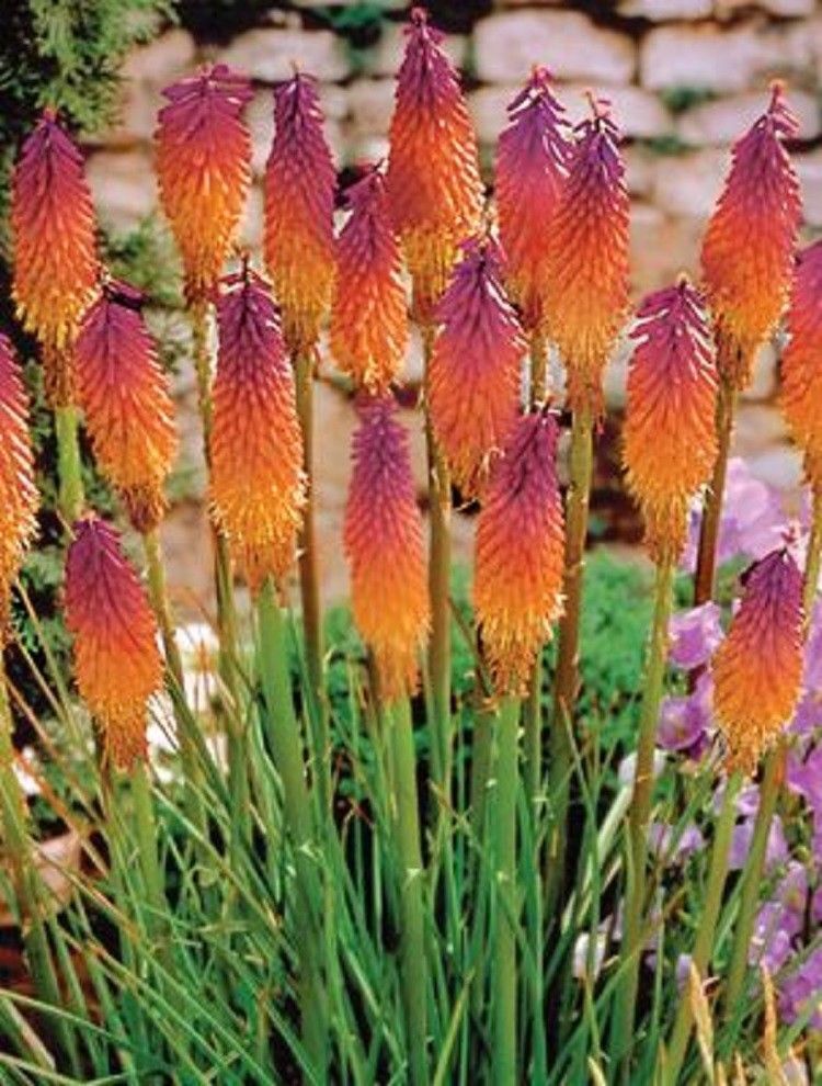 25 Orange Purple Hot Poker Torch Lily Flower Seeds Perennial Seed 394 US SELLER