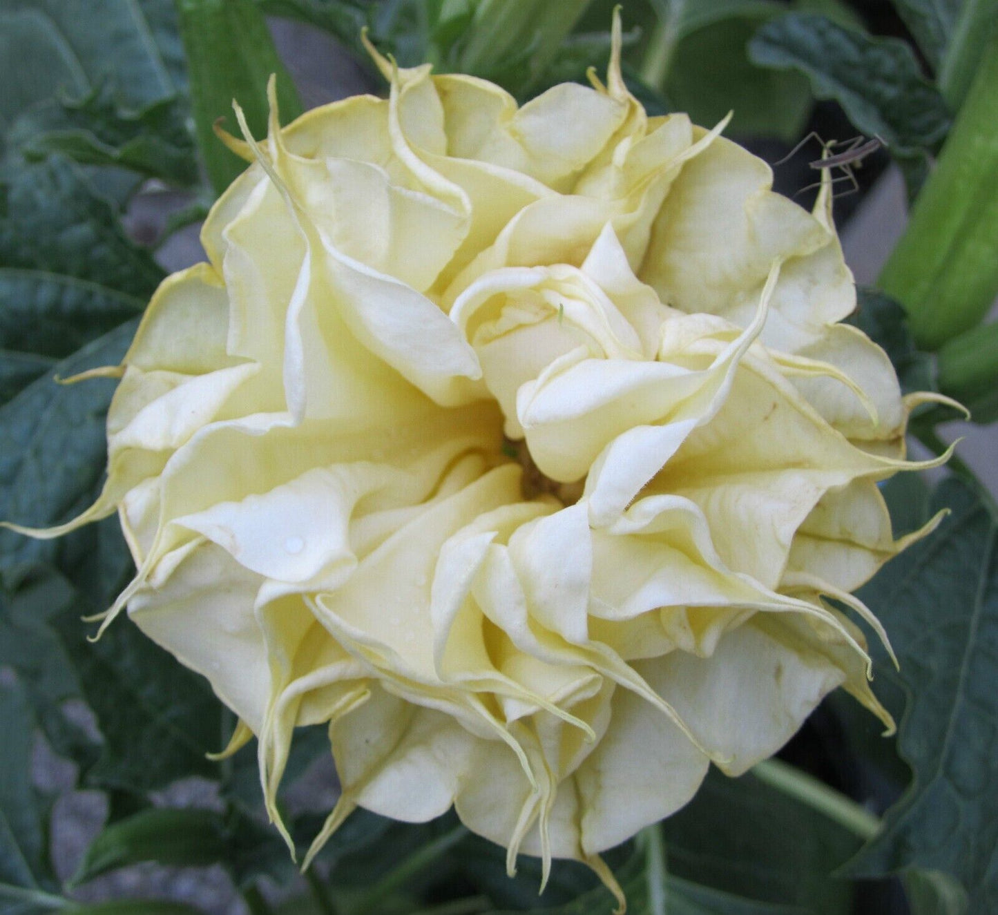 10 DBL Lemon Rose Angel Trumpet Seeds Flowers Seed Brugmansia Datura 640 USA