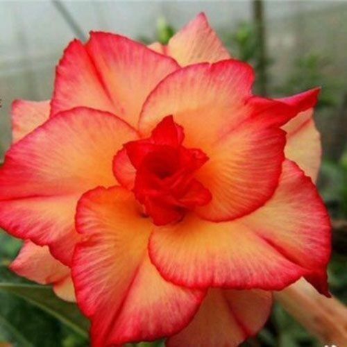 4 Double Red Yellow Desert Rose Seeds Adenium Flower Perennial Seed 45 US Selle