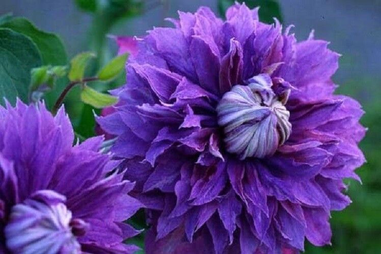25 Double Purple Clematis Seeds Flowers Seed Perennial Flower 411 US SELLER
