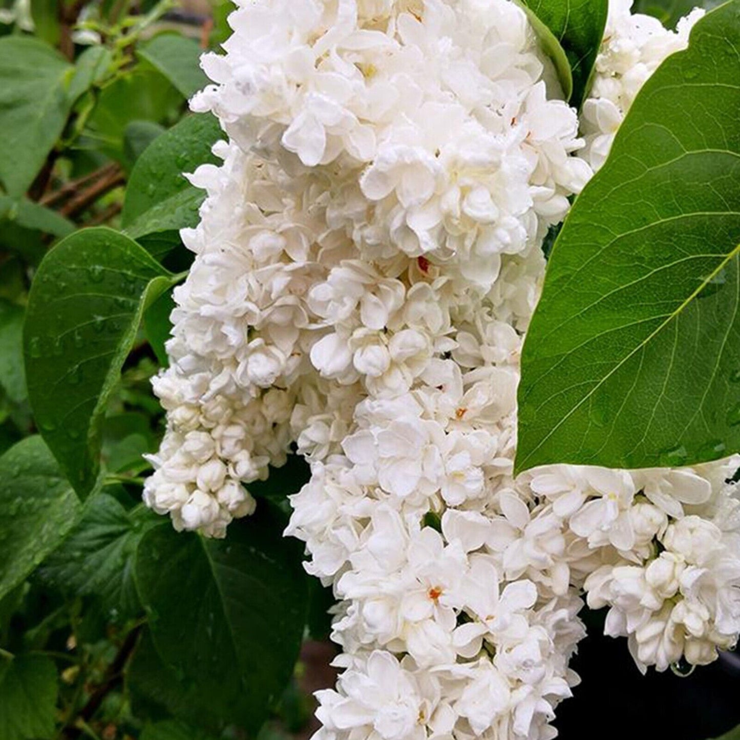 25 Fiala Lilac Seeds Tree Fragrant Flowers Perennial Seed Flower 951 USA SELLER