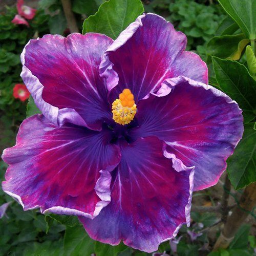 20 Purple Blue Hibiscus Seeds Flowers Flower Seed Perennial Bloom 462