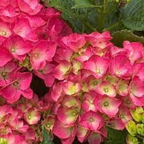 5 Paris Hydrangea Seeds Perennial Flowers Flower Garden Seed 1440 USA SELLER