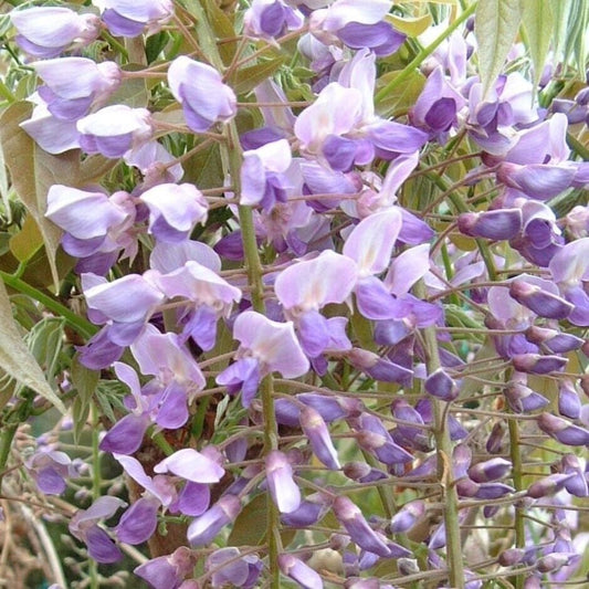 5 Kokuryu Wisteria Seeds Vine Climbing Flower Perennial Seed 993 USA SELLER