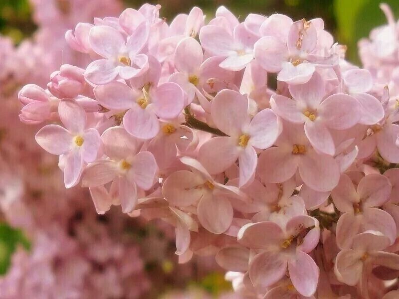 25 Rose Lilac Seeds Tree Fragrant Flowers Perennial Seed Flower 974 US SELLER