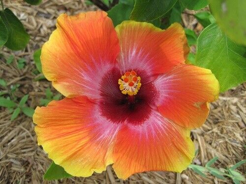 20 Yellow Pink Orange Hibiscus Seeds Flower Flowers Seed Perennial 528 US SELLER