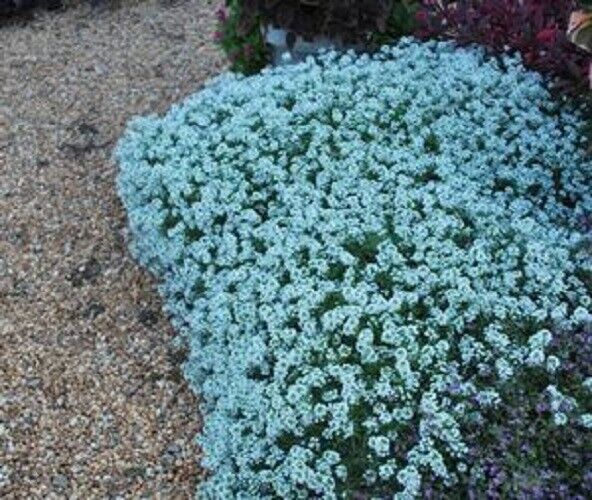 25 Teal Alyssum Seeds Carpet Flower Sweet Flowers Seed Flowers  272 US SELLER