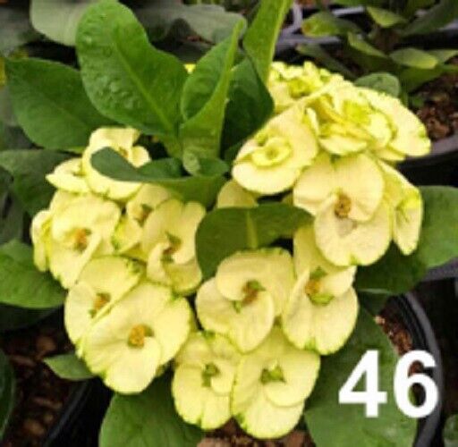1 "Yellow Dream" Crown Of Thorns Plant Euphorbia Milii Plants Rooted CT-92