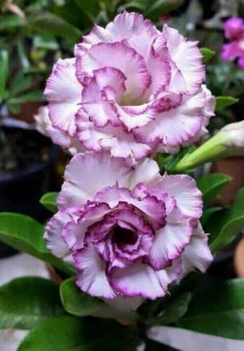 4 Purple White Desert Rose Seeds Adenium Flower Perennial Flowers 5 US SELLER