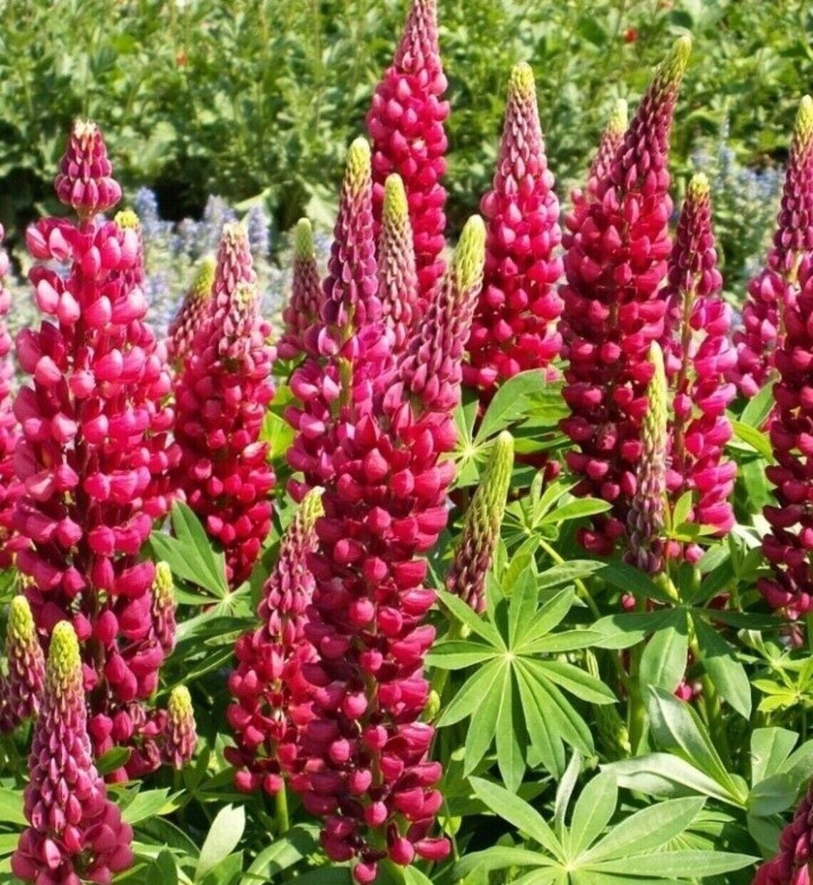 25 My Castle Lupine Seeds Flower Perennial Flowers Hardy Seed 1008 US SELLER