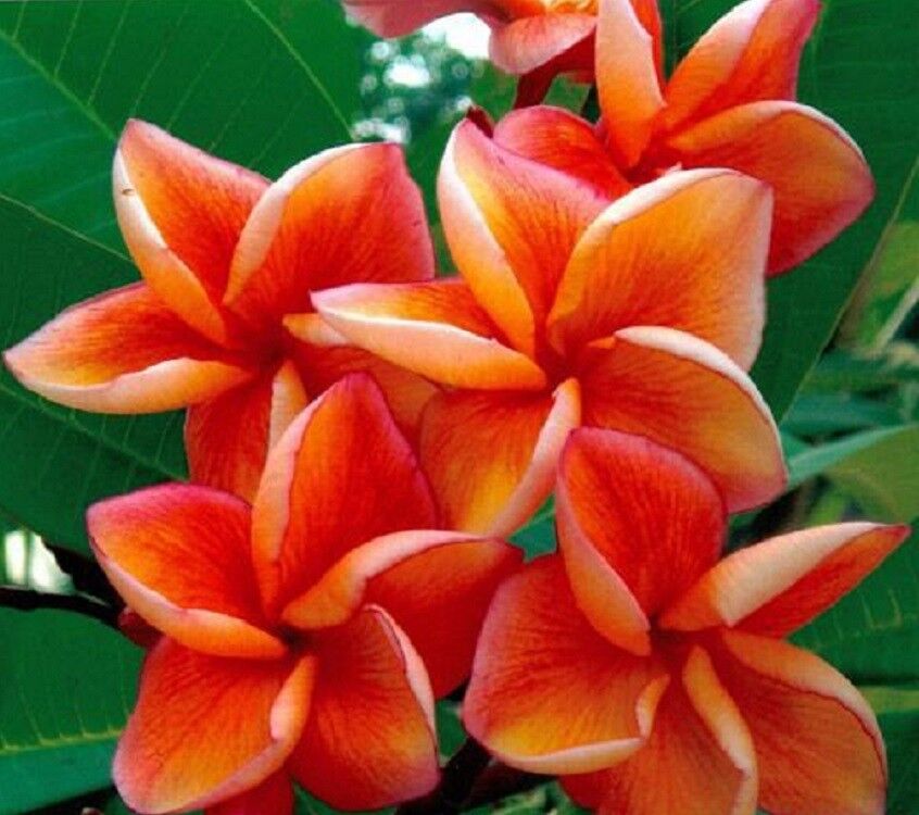 5 Orange Plumeria Seeds Plants Flower Lei Hawaiian Perennial Seed