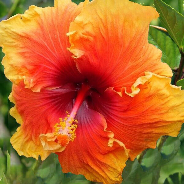 20 Yellow Orange Hibiscus Seeds Perennial Flowers Seed Flower 425 US SELLER