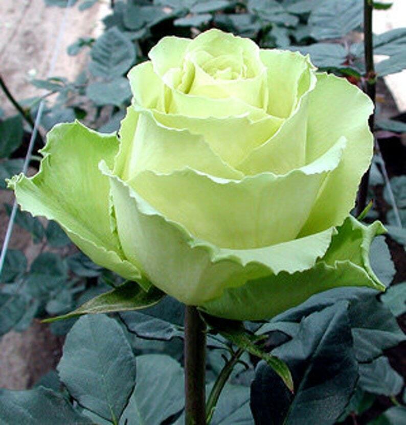 10 Light Green Rose Seeds Flower Bush Perennial Blooms Shrub Flowers Seed 1267