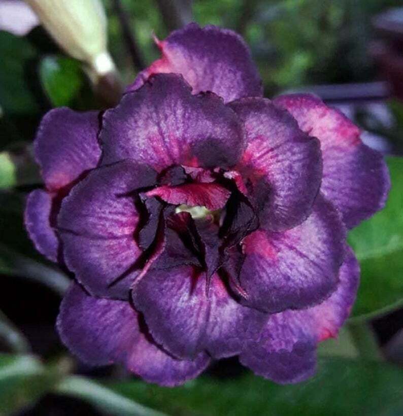 4 Dark Purple Pink Desert Rose Seeds Adenium Obesum Flower Exotic Garden 63