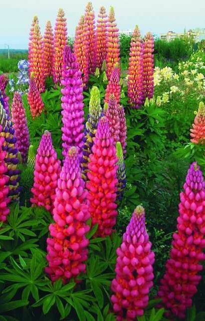 25 Pink Purple Orange Lupine Seeds Flower Perennial Flowers Seed 377 US SELLER