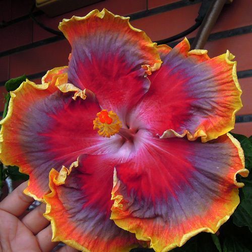 20 Red Purple Orange Hibiscus Seeds Flower Seed Flowers Perennial 237 US SELLER