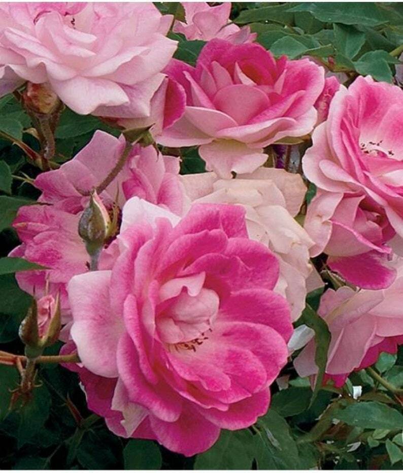 10 Bright Pink White Rose Seeds Flower Bush Perennial Shrub Flowers Seed 1270