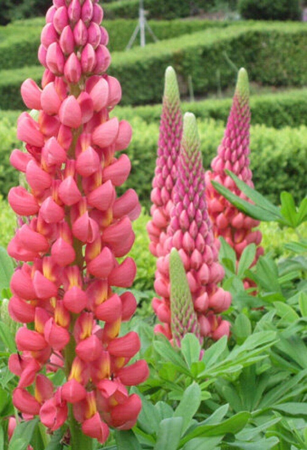 25 Towering Infero Lupine Seeds Flower Perennial Flowers Seed 1037 US SELLER