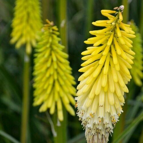 25 Flashpoint Torch Lily Hot Poker Flower Seeds Perennial Seed 797 US SELLER