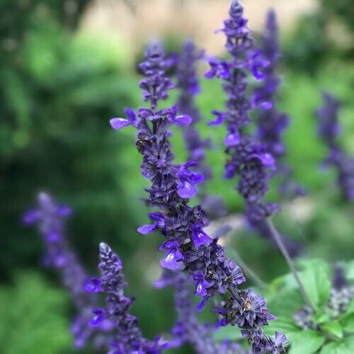 50 Playin' the Blues Salvia Seeds Flower Seed Perennial Flowers 845 US SELL