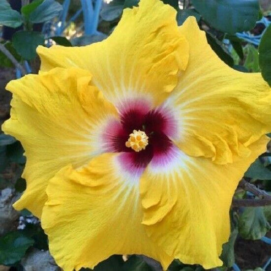 20 Yellow Red Hibiscus Seeds Flowers Flower Seed Perennial Bloom 214