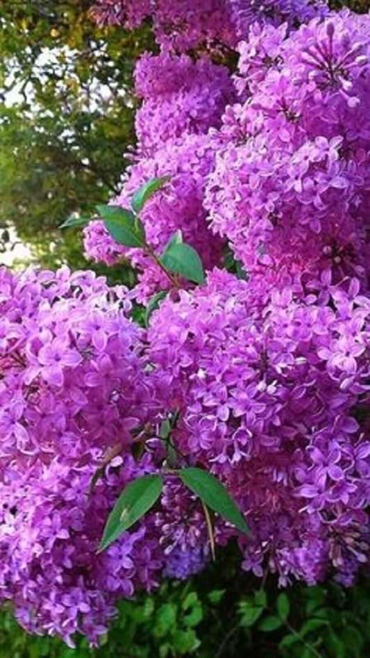 25 French Violet Lilac Seeds Tree Fragrant Flowers Perennial Seed Flower 953 USA