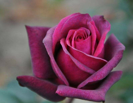 10 Bright Purple Rose Seeds Flower Bush Perennial Shrub Flowers Seed 1252