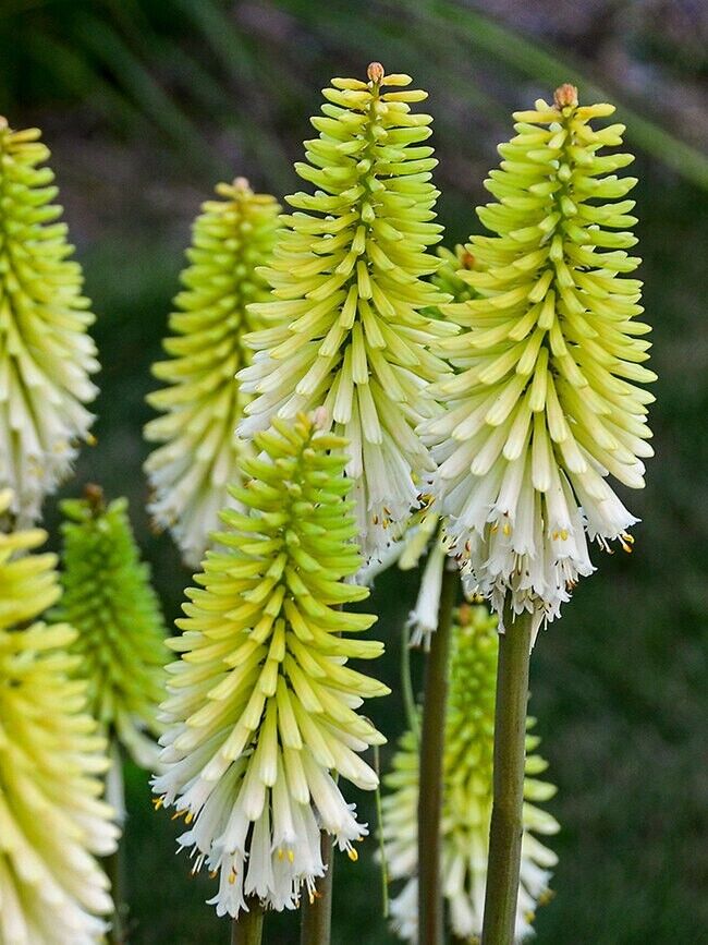 25 Lady Luck Torch Lily Hot Poker Flower Seeds Perennial Seed 839 US SELLER